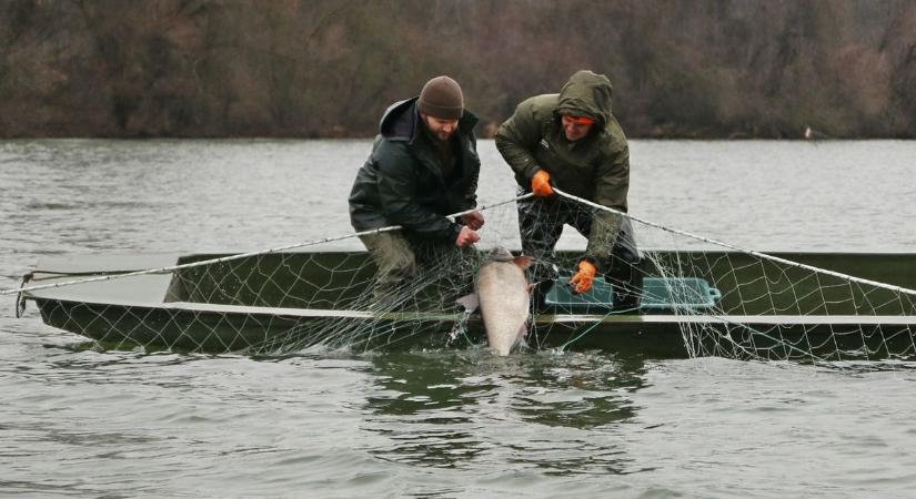 Ezekből az óriásokból biztosan nem lesz halászlé