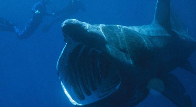 Óriáscápát videóztak Horvátország partjainál