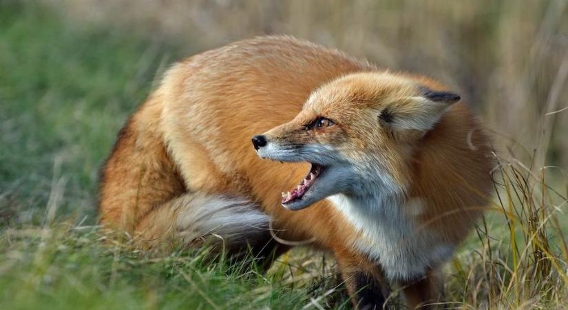 Kárpátalján idén két esetben regisztráltak veszettséget állatok körében