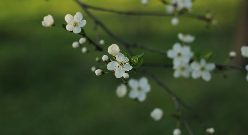 Mutatjuk, milyen időt hoz a tavasz első hétvégéje