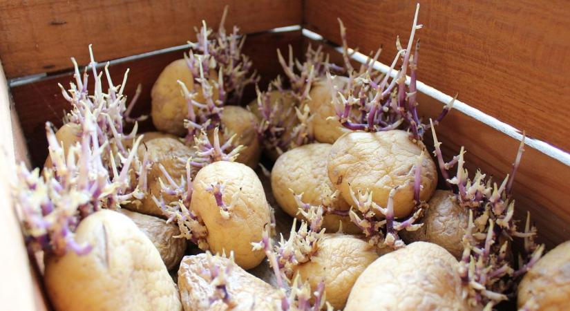 Vetőburgonya csíráztatása februárban – gyorsabb kelés, egyenletesebb állomány