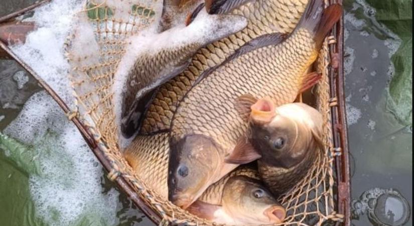 Horgászok, figyelem! Megtörtént a korai pontytelepítés Baranyában