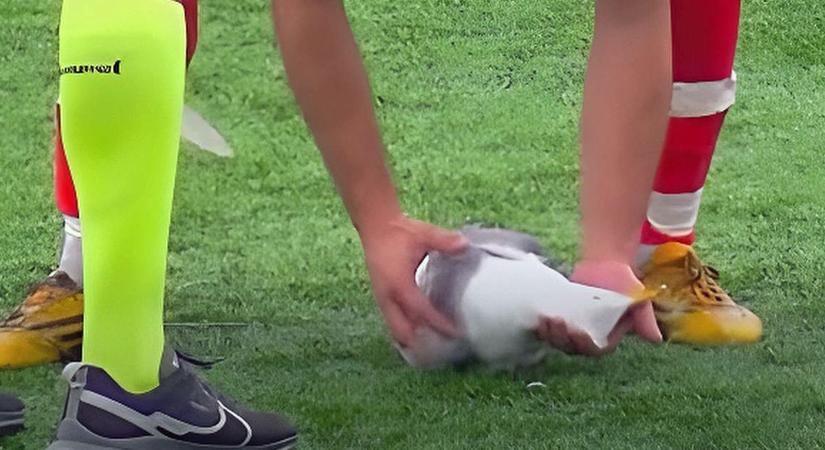 Megdöbbentő videó: újraélesztett egy sirályt egy focista egy mérkőzésen