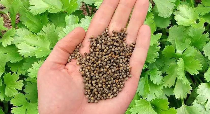 Ez magasan a 2 legjobb fűszer: eltünteti a puffadást és a leheletet is frissíti