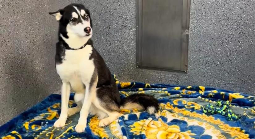 A husky minden barátját örökbe fogadták a menhelyről: röviddel ezután összetörik a gondozók szíve