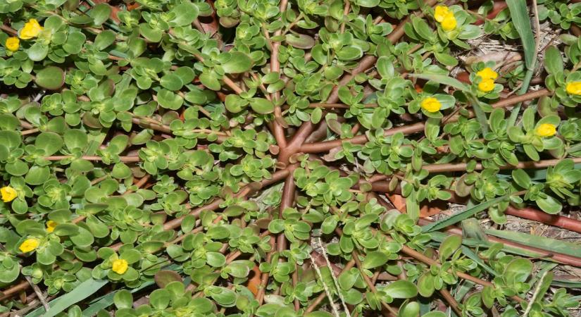 Több omega-3 zsírsavat tartalmaz, mint egyes halak. Magyarországon ingyenes, de mi nem eszünk belőle