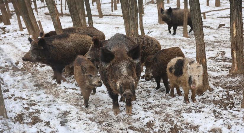 Vészesen közelít Somogy vármegyéhez Baranyából az afrikai sertéspestis