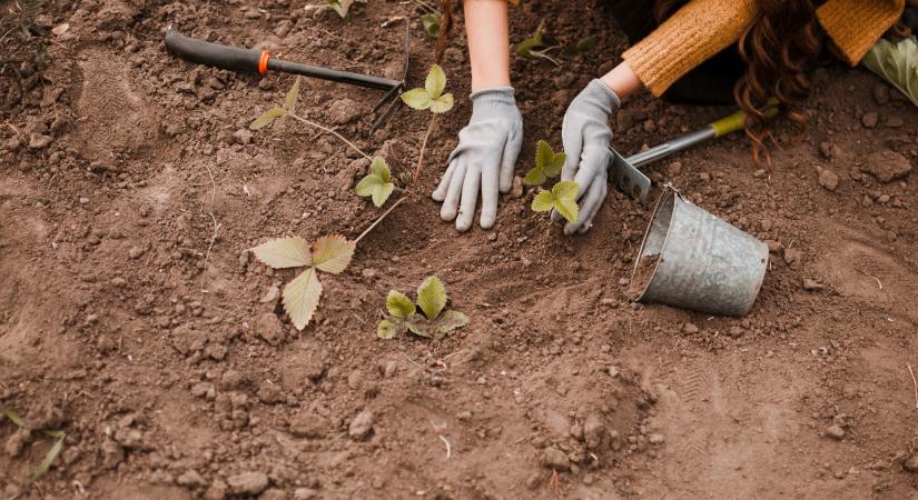 Ellepte a sár a kertet? Így tarthatja kordában tavaszig