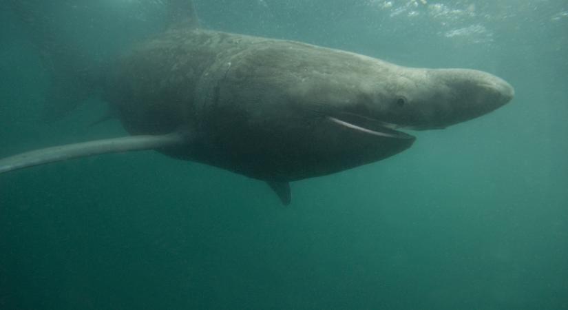 Óriáscápát azonosítottak egy videó alapján a magyarok kedvenc üdülőhelyén