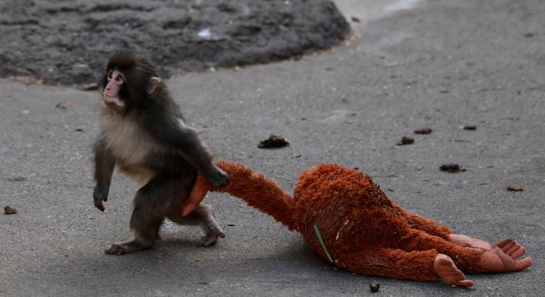 Jóra fordult a plüsséhez ragaszkodó kismajom élete