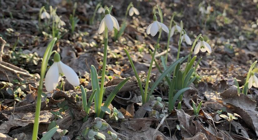 A tél és a tavasz határán