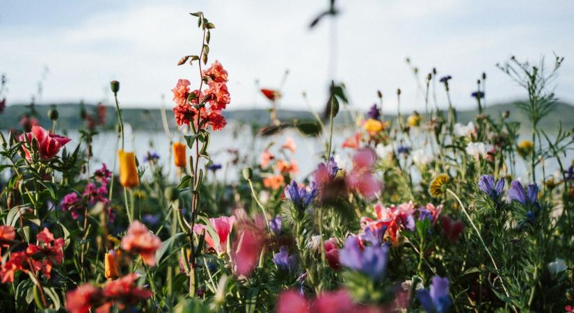 Ez a tavaszi virág illik leginkább a csillagjegyedhez