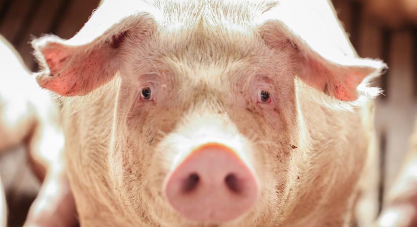 Kína miatt került veszélybe a magyar hústermelés