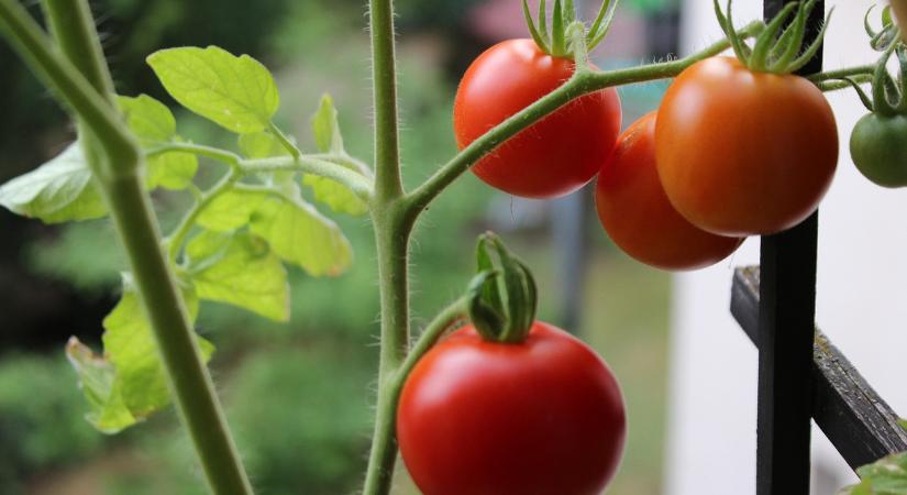 6 kerti növény, amit a lakásban is termeszthet