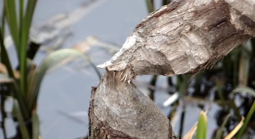 Börtön járhat a hódok elleni házi praktikáért? Mutatjuk, mit tilos tenni!