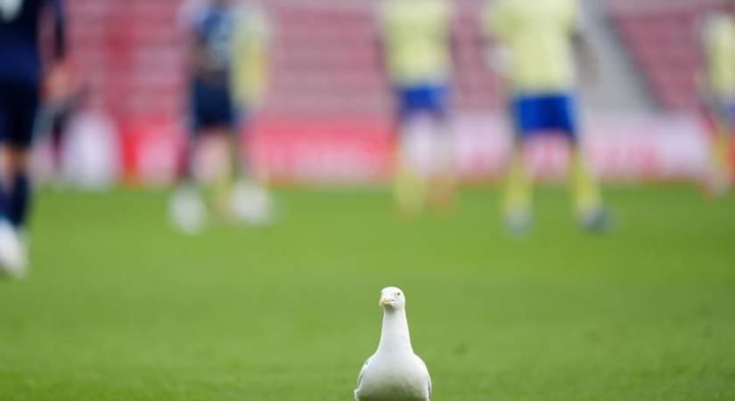 Sirály repült a focimeccsre, telibe találták a labdával: szívszorító, ami ezután történt