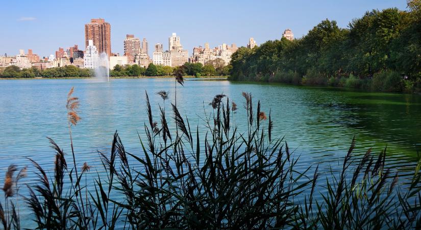 Rögtön a babakocsi után ugrott, hogy kimentse a vízből, pedig nem tudott úszni