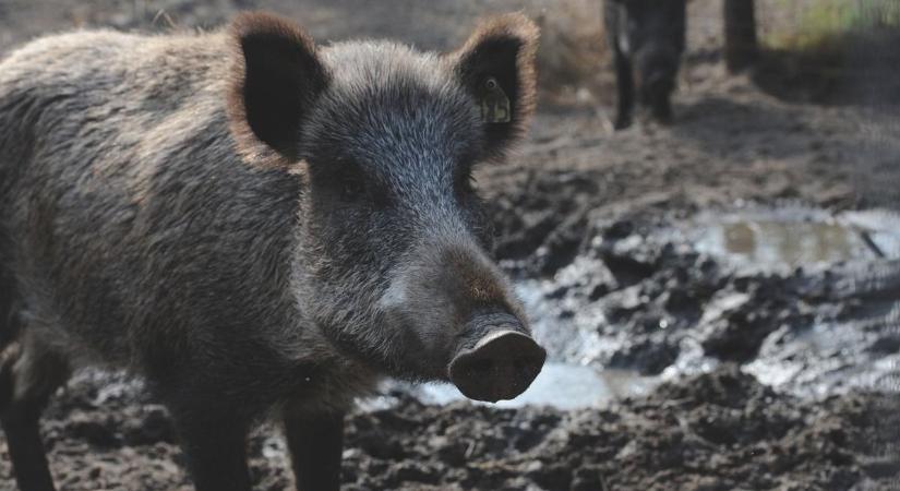 Sertéspestis (ASP) a kapuknál – vészesen közelít Somogyhoz a járvány