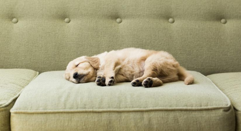 Erről árulkodik, milyen pózban alszik a kutya – Akár egészségügyi problémára is figyelmeztethet