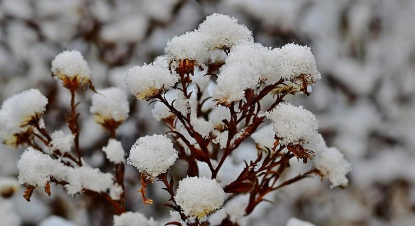 A hónyomás 5 jele: mikor kell azonnal beavatkozni a fáknál?