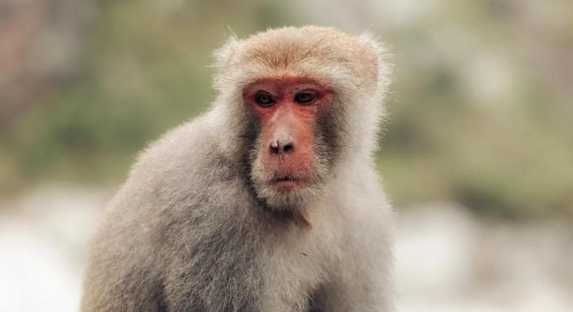 Szívszorító pillanatok a japán állatkertben – Punch, az árva kis makákó és hű társának története