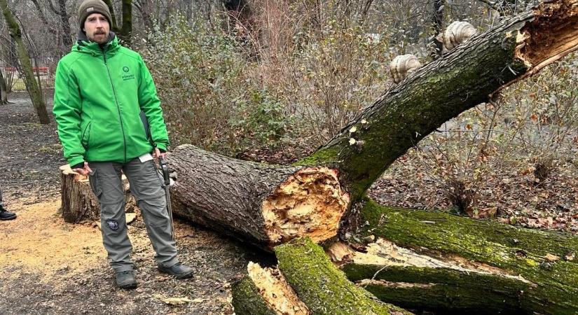 Le kell tarolni a Városmajort: búcsú az öreg fáktól