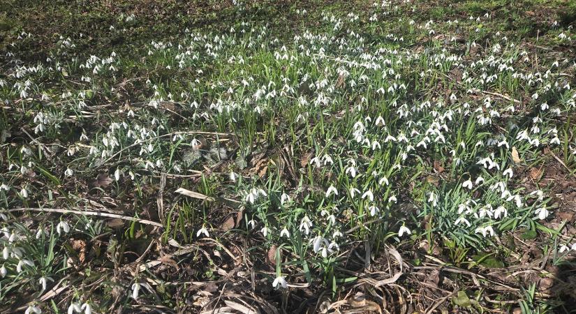 Időjárás: Hajnali mínuszok és erős széllökések bosszantják a gazdákat VIDEÓ