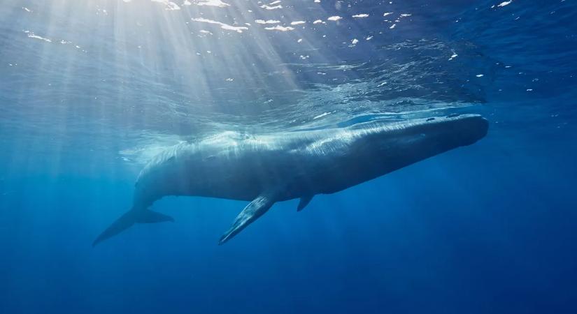 Elnémult a kék bálnák éneke – Félelmetes figyelmeztetés az emberiségnek