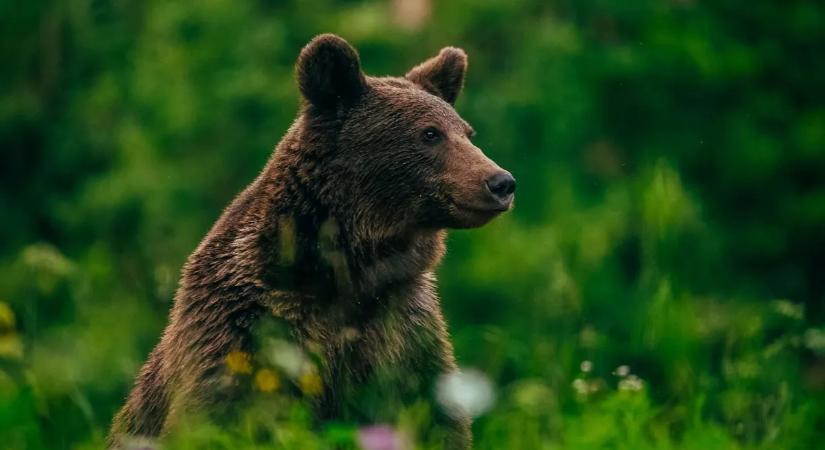 Elképesztő információ derült ki a Pest vármegyei medvéről