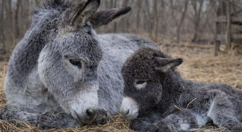 Aggódnak az újszülött csacsi miatt a szamárfarmon, Mázlinak tényleg kell a szerencse