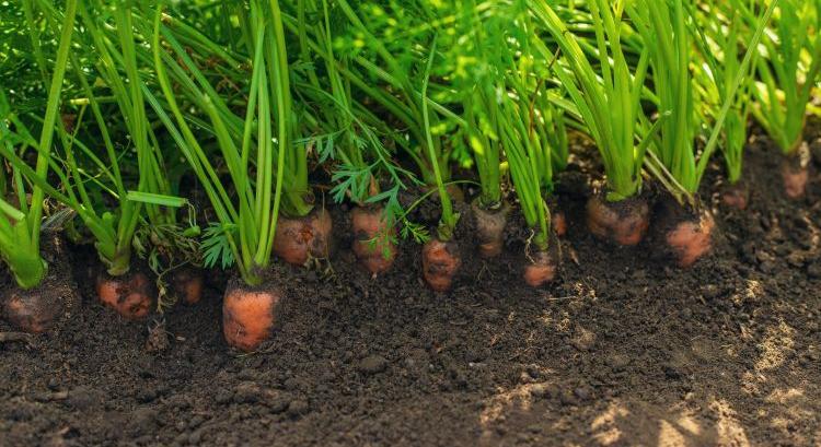 Holland sárgarépa: árrobbanást hozott a víz