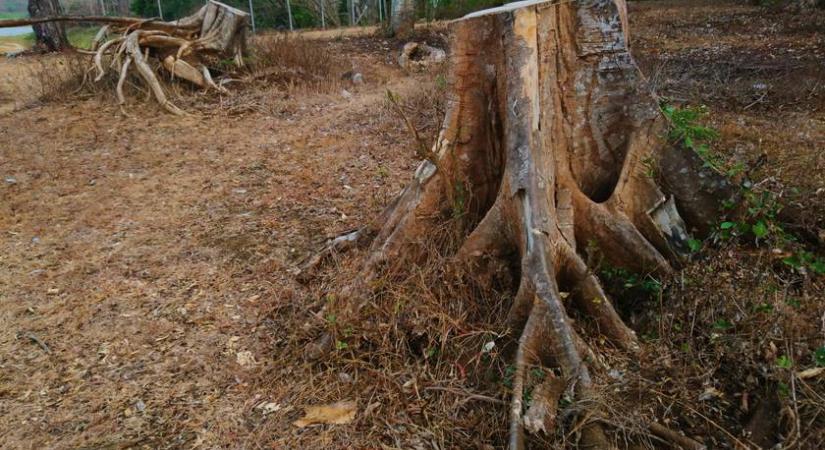 Szomorú lesz a főváros: tömeges fakivágásra készülnek ebben a parkban
