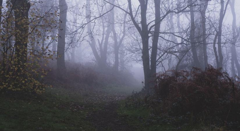 Rettegnek a magyarok, medvék után egy falka félelmetes ragadozó kóborol két vármegyében is