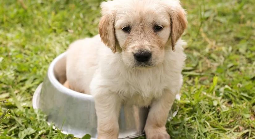 Kutyája furán viselkedett, megérezte a bajt: súlyos daganat lappangott a nőben