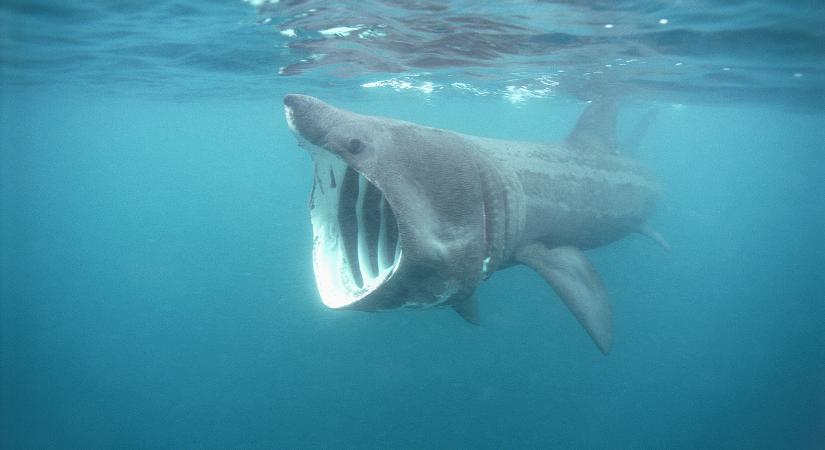 Tízméteres óriáscápát láttak a magyarok egyik kedvenc nyaralóhelyén