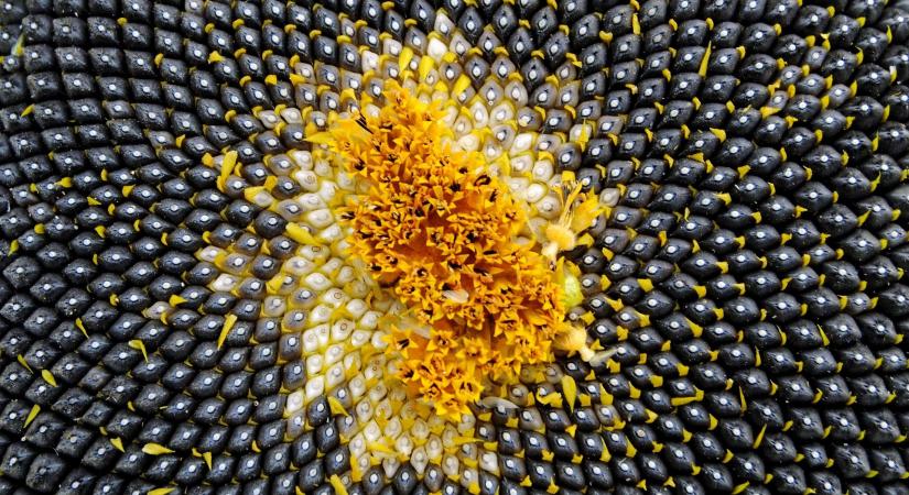 Ismét nő a napraforgó vetésterülete