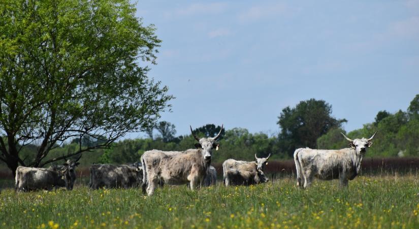Százra nőtt a hungarikumok száma