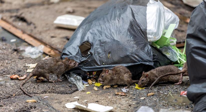 Elszaporodtak a patkányok a bakonyi településen, sokan várják a hatékony megoldást