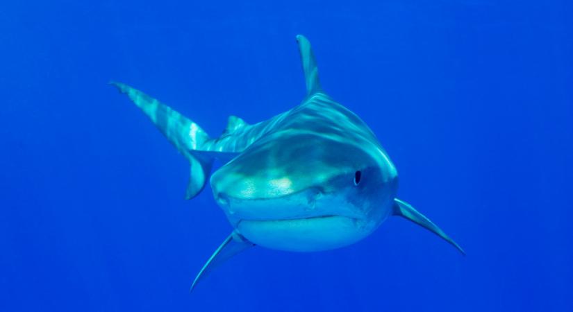 Ez durva: tényleg óriáscápát láttak a horvát tengerpartoknál?