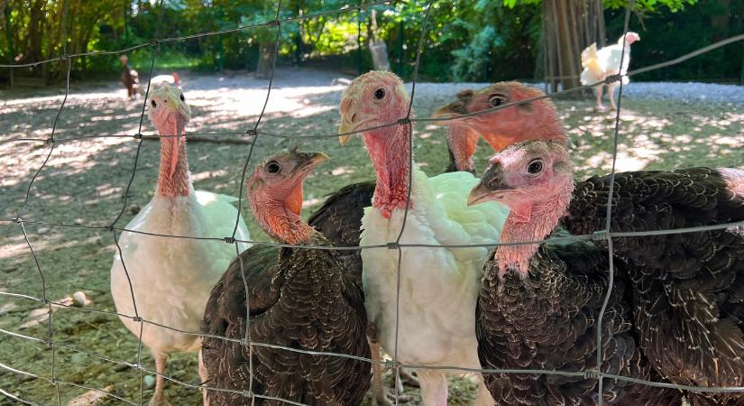 Oltott állatok között tarolt a vírus a közelben