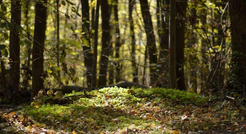 Nincs kegyelet: kidobták a halott 30 műlábát – Tiszajenőn bukkantak rájuk