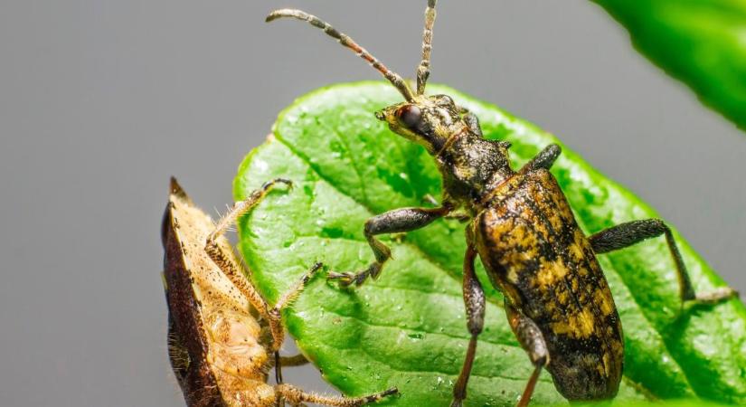 Rovarok és művészet: új kiállítás nyílik a Méliuszban