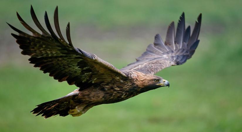 Hatalmas szárnyak Aba felett: Valóságos égi gladiátort videóztak a határban! (videóval)