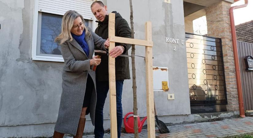 Több mint száz babafa nő idén Makón, minden tavaly született gyermeknek jut egy csemete