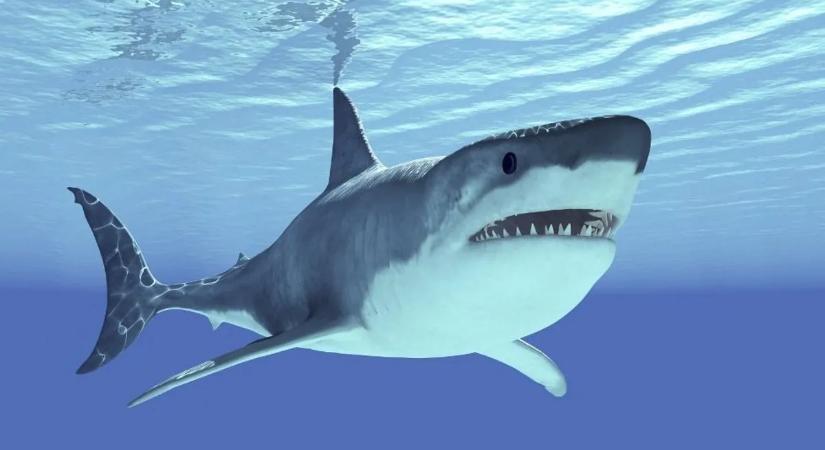 Még az óceánok félelmetes csúcsragadozójának is van ellensége