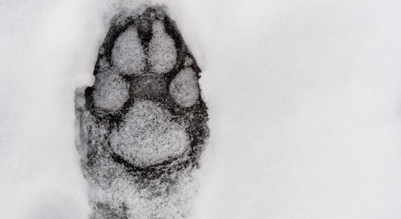 A hó leplezte le a bükki farkasok titkait