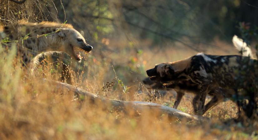 David Attenborough új sorozata a Trónok harca stílusában mutatja be a természet drámáit