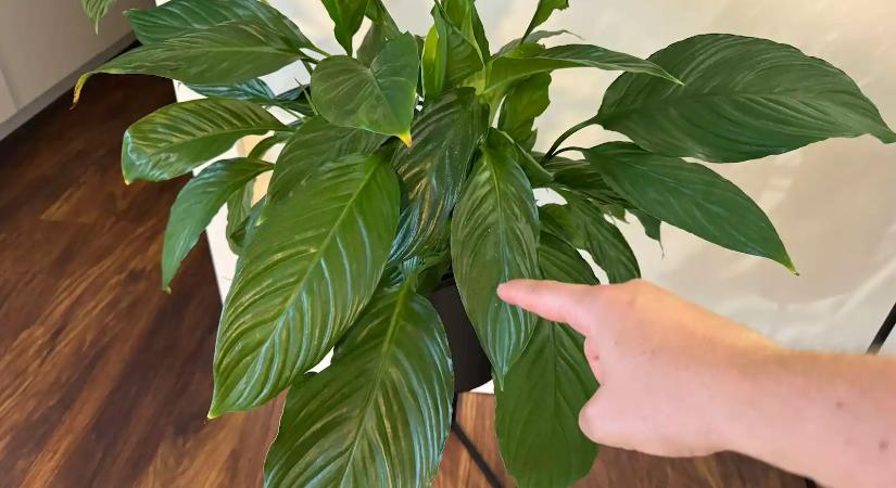 Ez a 3 szobanövény kinyírhatatlan, kevés fény mellett is bárhol szép marad