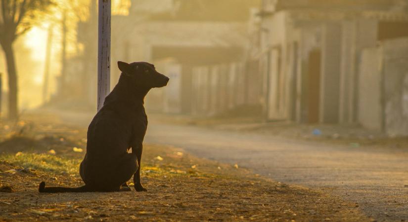 Máris botrány övezi a 2030-as foci-vb-t: tömegével pusztíthatják a kóbor kutyákat