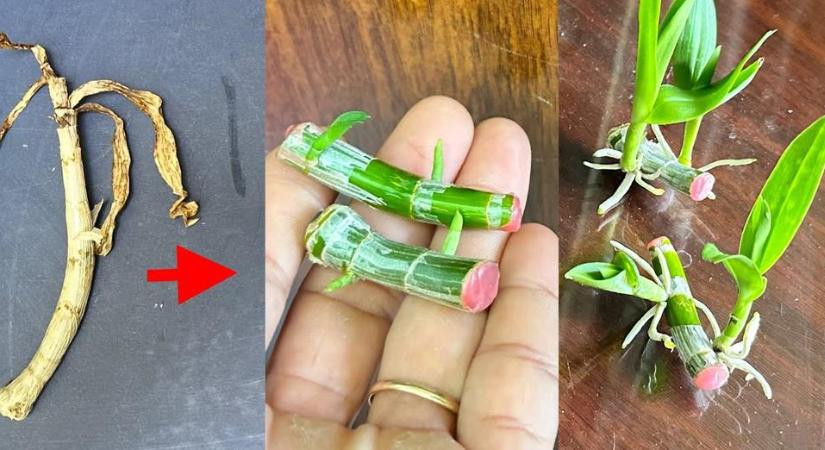 Kevesen ismerik ezt a trükköt: így szaporíthatod az orchideát otthon